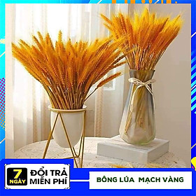 100 Bông Lúa Mạch Khô Màu Vàng Trang Trí Siêu Đẹp Hàng Loại 1 