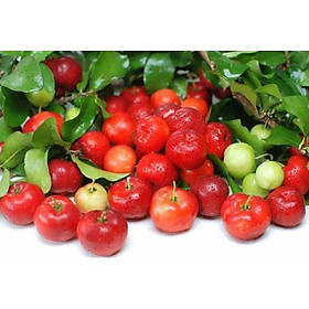 Mua Cây giống sơ ri Thái ngọt  siêu trái