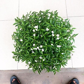 Chậu hoa mai vạn phúc siêu xinh nở quanh năm - Tặng gói phân dê lưới