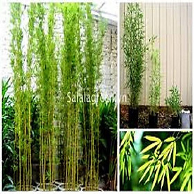 Mua BỤI CÂY TRÚC QUÂN TỬ (7 thân)