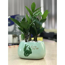 Chậu Cây Kim Tiền