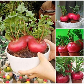 Hạt giống CỦ CẢI ĐỎ Khổng lồ 3-4 kg F1