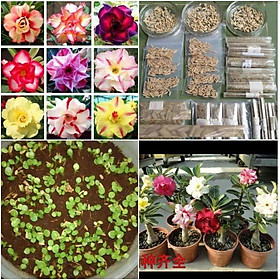 Hạt giống cây hoa sứ Thái nhiều màu - 8 hạt/gói