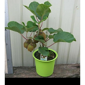 Mua Hạt Giống Cây KiWi Lùn F1 Gói 20H
