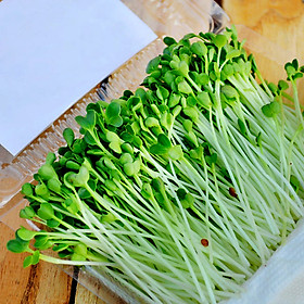 Mua Hạt Giống Tốt Mầm Cải Ngọt Gói 100 Gr