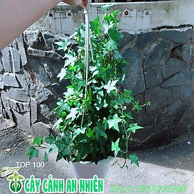 Mua Chậu Cây Thường Xuân Size Lớn Như Hình