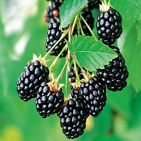 Hạt giống cây ăn trái mâm sôi đen f1 - gói 30 hạt