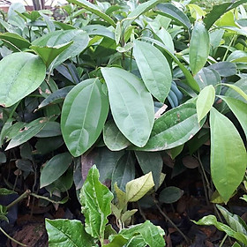 Mua Cây Quế Giống