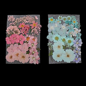 72x Real Pressed Dried Flowers for Scrapbooking Phone Case Wedding Decors