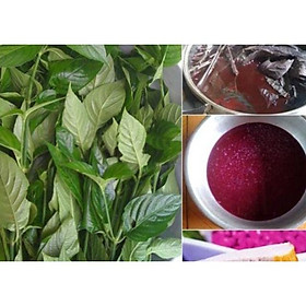 Mua cây lá cẩm tím - bầu cây giống