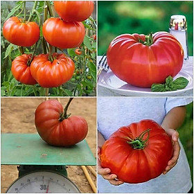 COMBO 5 gói hạt giống cà chua khổng lồ F1 TẶNG 1 gói kích mầm