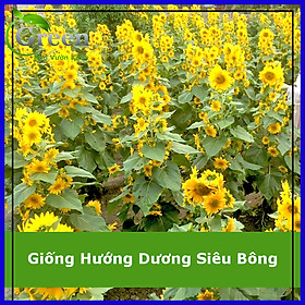 Mua Hạt Giống Hoa Hướng Dương Siêu Bông