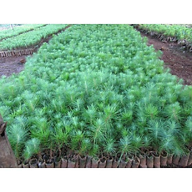 Mua CÂY THÔNG CARIBE GiỐNG -SIÊU RẺ