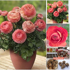 Combo 3 Củ giống hoa hồng mao lương màu cam ,hồng ri ba tư