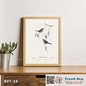 Mua Tranh canvas vintage - Chim di (Amadina modesta) - BVT-16