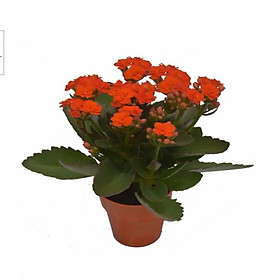 Chậu Cây Hoa Sống Đời Màu Đỏ
