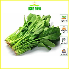 Mua Hạt Giống Cải Bó Xôi (Rau Chân Vịt) Dễ Chăm Sóc  Trồng Được Quanh Năm - Hạt giống Rạng Đông