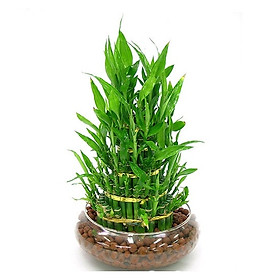 Phát Tài 5 Tầng Trong Nước