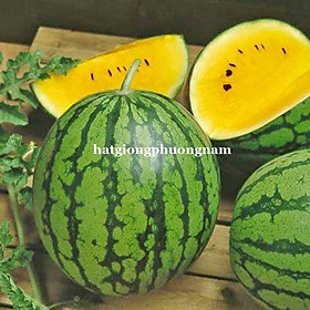 10 H - HẠT GIỐNG DƯA HẤU RUỘT VÀNG