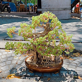 Mua Cây Tài Lộc đá Thạch Anh kiểu dáng bon sai 40cm - thạch anh xanh lá