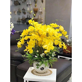 Mua Lan Hồ Điệp Cao Su 7 bông 9 bông loại đẹp