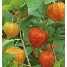 Mua Hạt Giống Cây Thù Lù Nam Mỹ( Cây anh đào đất )- Gói 50 hạt-tặng kèm gói phân bón lót