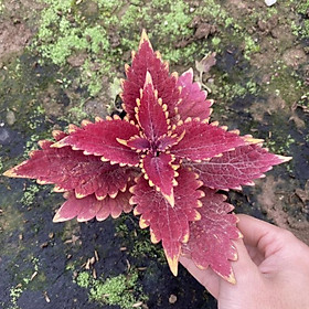 Cây lá gấm cảnh lá đỏ trồng trong bịch đen đã ổn định