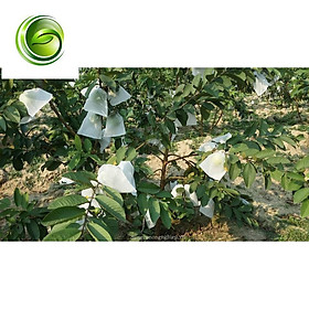 TÚI BỌC TRÁI CÂY BỌC Bưởi 1000 TÚI CÓ DÂY RÚT 25x30CM