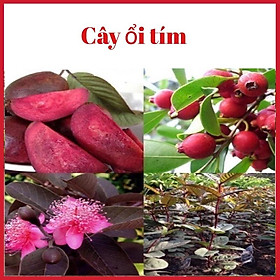 Cây ổi tím Malaysia độc lạ dễ trông