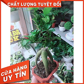 Chậu cây si bon sai nhật Nhiều Người Mua