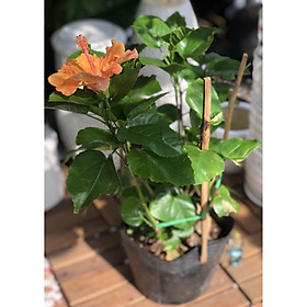 Chậu hoa râm bụt BS6