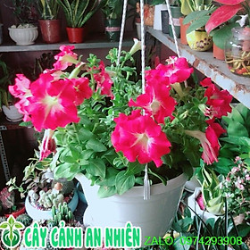 Mua Chậu Cây Dạ Yến Thảo