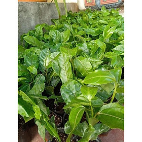 Mua CÂY GIỐNG CÂY CHANH LEO CHUỐI NAM MỸ
