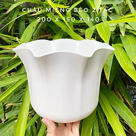 Bộ 4 chậu trồng hoa miệng bèo màu trắng 20x15cm