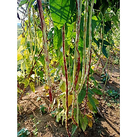 Mua 54 loại giống rau quả cho 600m2  1200 m2 và 2400 m2 nảy mầm 98