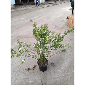 Mua TÚC TÚ CẦU HÀNG VIP ĐẸP.(F1)