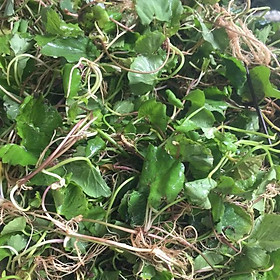 1kg rau má ta tươi,sạch tự nhiên nhà trồng