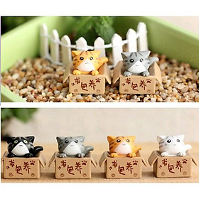 Mèo Trong Hộp Làm Tiểu Cảnh