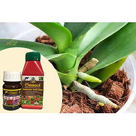 Mua Phân Tảo Biển SEASOL Tốt rễ - Đẻ nhánh - 240 ml