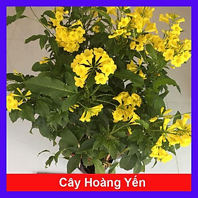 Cây Hoàng Yến - Cây cảnh vườn