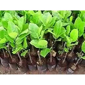 Mua Cây giống Mít không hạt bảo hàng giống chuẩn F1