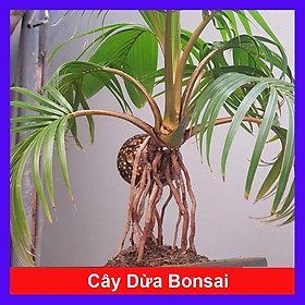 Cây Dừa Bonsai - cây cảnh để bàn + tặng phân bón cho cây