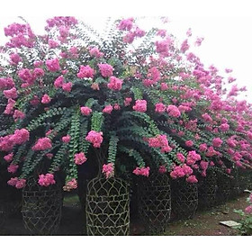 CÂY GIỐNG HOA TƯỜNG VY gốc to