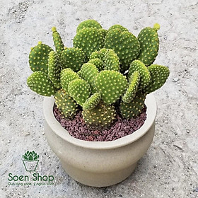 Cây Xương Rồng Mini Để Bàn – Xương Rồng Thanh Sơn , Xương Rồng Tai Thỏ , Xương Rồng Bánh Sinh Nhật , Xương Rồng Gym , Xương Rồng Astro , Xương Rồng Kim Hổ