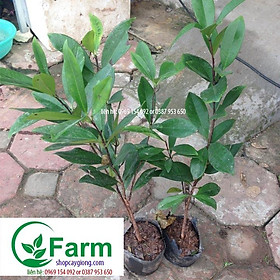 cây cherry  brazil  chịu nhiệt cây đẹp chuẩn giống