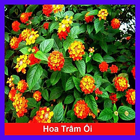 Cây Hoa Trâm Ổi - hoa ngũ sắc - cây cảnh vườn + Tặng phân bón cho cây mau lớn