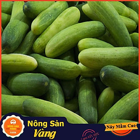 Mua Hạt giống Dưa Leo ( Gói 25 hạt ) - Nông Sản Vàng