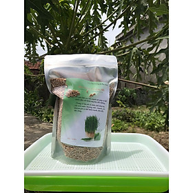 Combo 1 Khay Trồng + 1 kg Hạt Giống Cỏ Lúa Mì