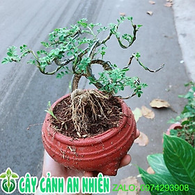 Chậu Cây Cần Thăng