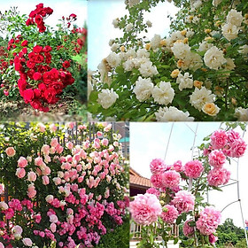 Mua Bộ 2 gói hạt giống hoa hồng leo pháp nhiều màu ( tặng kèm 3 viên nén kích thích hạt nảy mầm )
